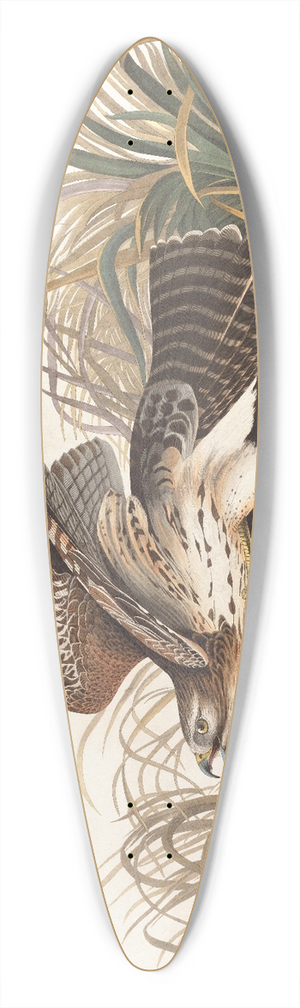 John James Audubon - Winter hawk 39.3 inch art pintail longboard deck