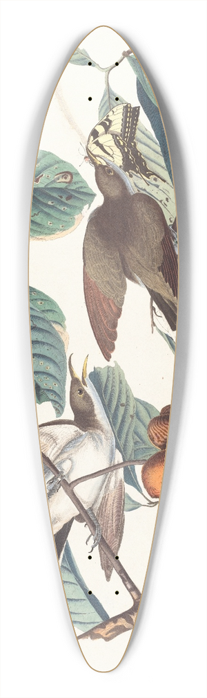 John James Audubon - Yellow-billed cuckoo 39.3 inch art pintail longboard deck