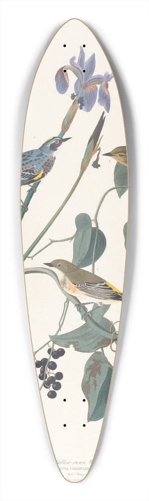 John James Audubon - Yellow-crown warbler 39.3 inch art pintail longboard deck