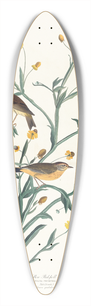 John James Audubon - Yellow red-poll warbler 39.3 inch art pintail longboard deck