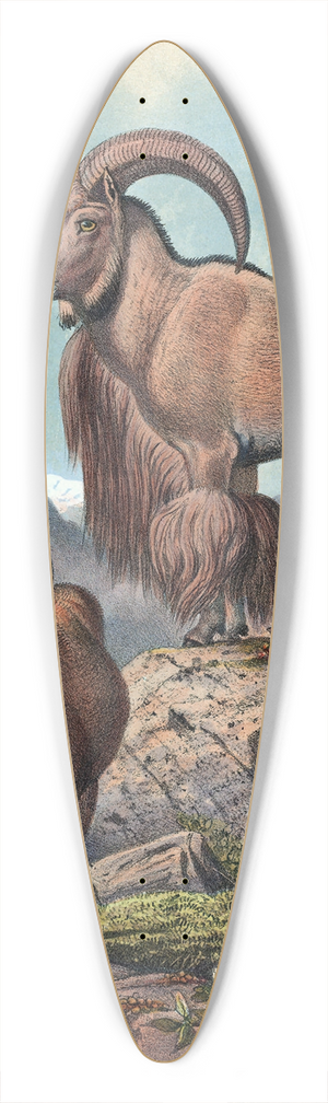 Joseph Wolf - The Aoudad 39.3 inch art pintail longboard deck
