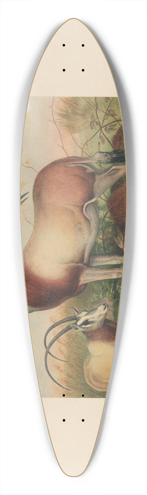 Joseph Wolf - The Leucoryx Antelope 39.3 inch art pintail longboard deck