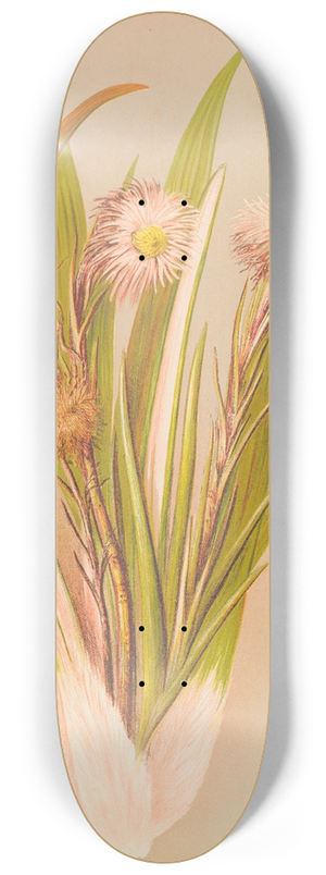 Georgina Burne Hetley - Celmisia Monroi 8.25 inch art skate deck