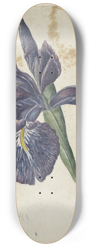 Georgius Jacobus Johannes van Os - Iris 8.25 inch art skate deck