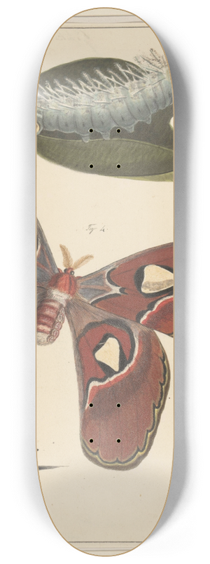 Alexander Ver Huell - Studies van een rups, een vlinder en een pop 8.25 inch art skate deck