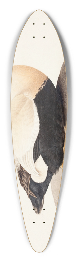 Magnus Von Wright - Common Eider, Male 39.3 inch art pintail longboard deck