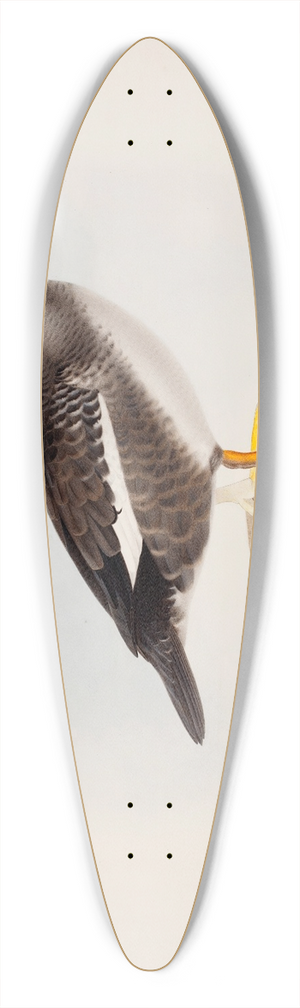Magnus Von Wright - Common Goldeneye 39.3 inch art pintail longboard deck