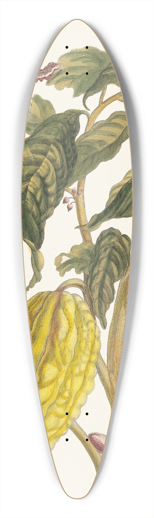 Maria Sibylla Merian - Cacao 39.3 inch art pintail longboard deck