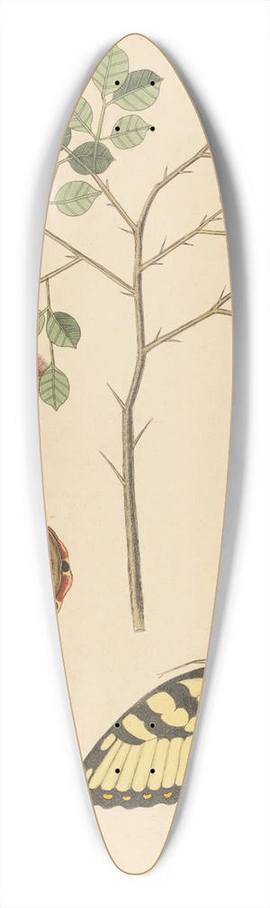 Mark Catesby - Cats Claw (Mimosa circinalis) 39.3 inch art pintail longboard deck