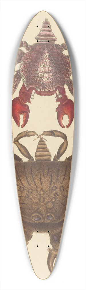 Mark Catesby - Red Mottled Rock-crab (Cancer grapsus) 39.3 inch art pintail longboard deck