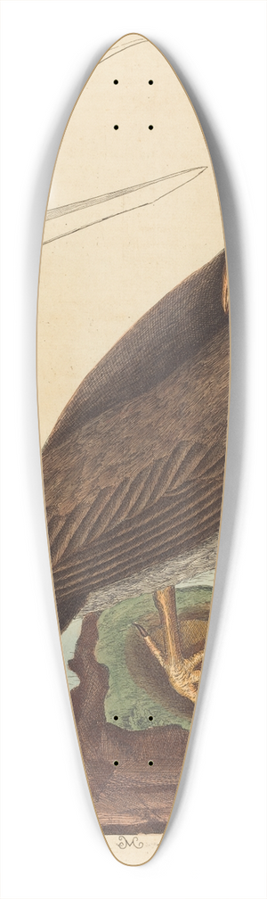 Mark Catesby - The Booby (Pelecanus Sula) 39.3 inch art pintail longboard deck