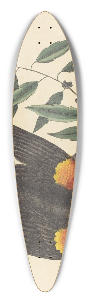 Mark Catesby - The Red Winged Starling (Oriolus phoeniceus) 39.3 inch art pintail longboard deck