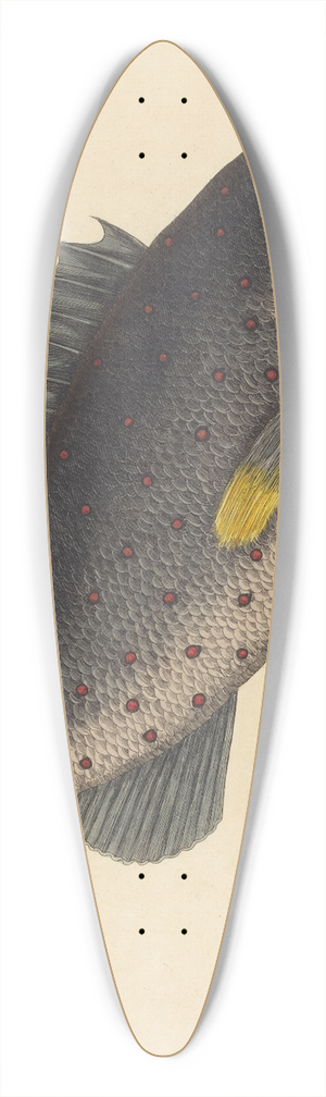 Mark Catesby - The Rock Fish (Perca venenosa) 39.3 inch art pintail longboard deck