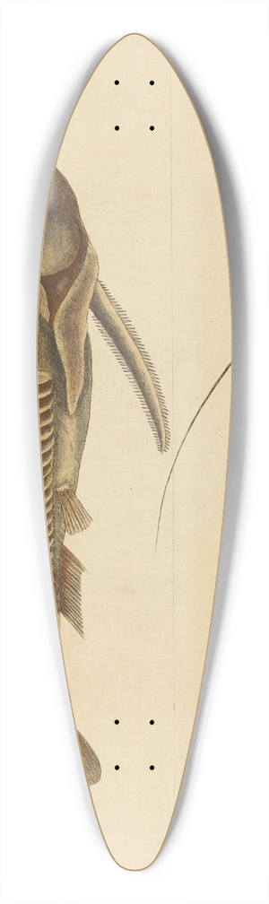 Mark Catesby - The Viper-mouth (Silurus cataphractus) 39.3 inch art pintail longboard deck