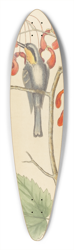 Mark Catesby - The Yellow Throated Creeper 39.3 inch art pintail longboard deck