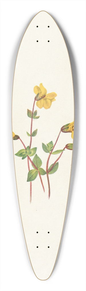 Mary Vaux Walcott - Alpine Monkeyflower. Mimulus caespitosus 39.3 inch art pintail longboard deck