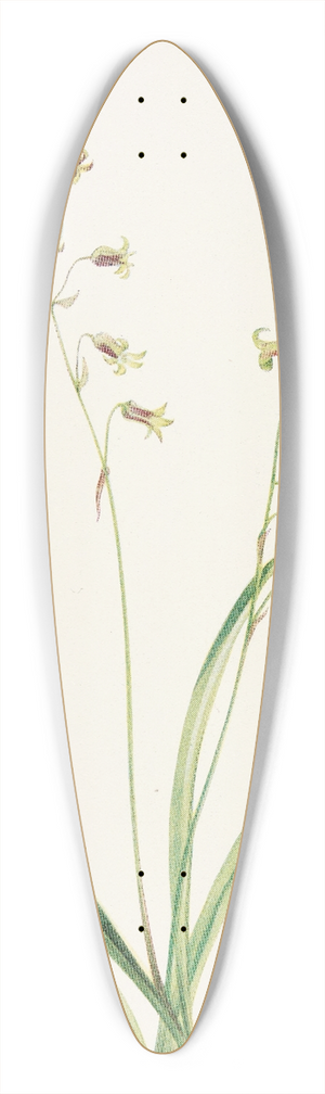 Mary Vaux Walcott - Bronzebells. (Stenanthium occidentale) 39.3 inch art pintail longboard deck