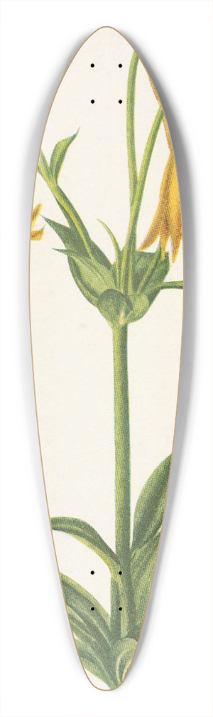 Mary Vaux Walcott - Canada Lily. Lilium canadense 39.3 inch art pintail longboard deck