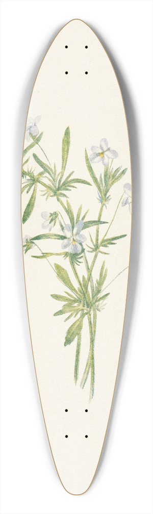 Mary Vaux Walcott - Field Violet. Viola rafinesquii 39.3 inch art pintail longboard deck