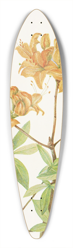 Mary Vaux Walcott - Flame Azalea. (Azalea lutea) 39.3 inch art pintail longboard deck