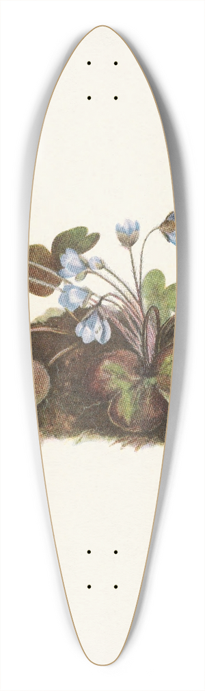 Mary Vaux Walcott - Hepatica. Hepatica americana 39.3 inch art pintail longboard deck
