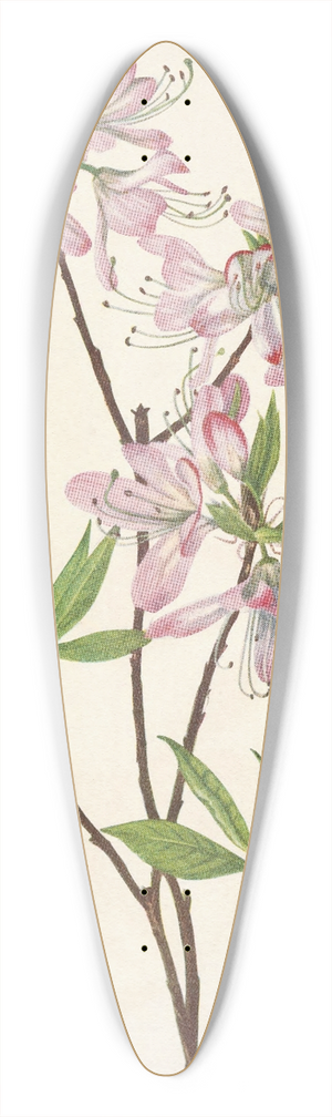 Mary Vaux Walcott - Pinkshell Azalea. Azalea vaseyi 39.3 inch art pintail longboard deck