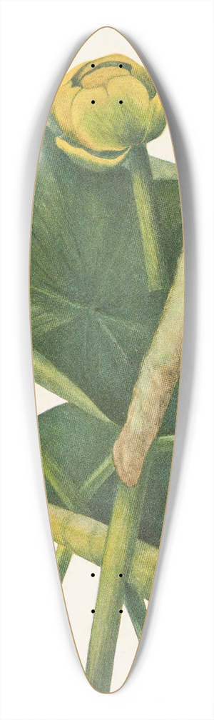 Mary Vaux Walcott - Spatterdock. Nymphaea advena 39.3 inch art pintail longboard deck