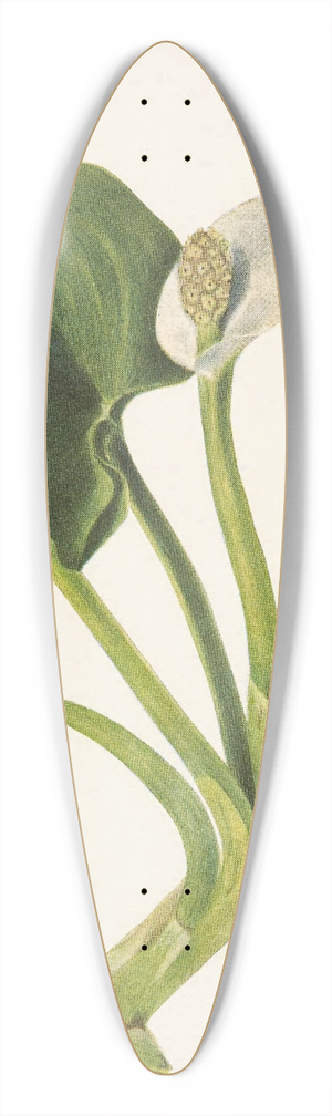Mary Vaux Walcott - Wild Calla. Calla palustris 39.3 inch art pintail longboard deck