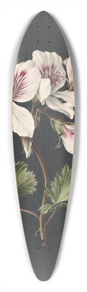 M. de Gijselaar - Pelargonium album bicolor 39.3 inch art pintail longboard deck