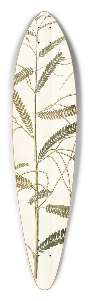 Nikolaus Joseph Freiherr von Jacquin - Aeschynomene bispinosa 39.3 inch art pintail longboard deck