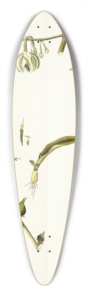 Nikolaus Joseph Freiherr von Jacquin - Agave foetida 39.3 inch art pintail longboard deck