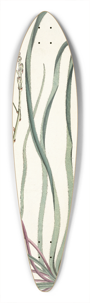 Nikolaus Joseph Freiherr von Jacquin - Anthericum longifolium 39.3 inch art pintail longboard deck