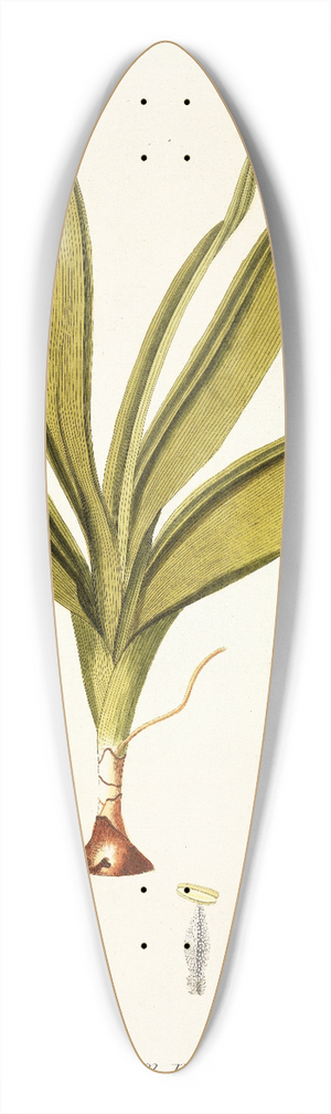 Nikolaus Joseph Freiherr von Jacquin - Anthericum physodes 39.3 inch art pintail longboard deck