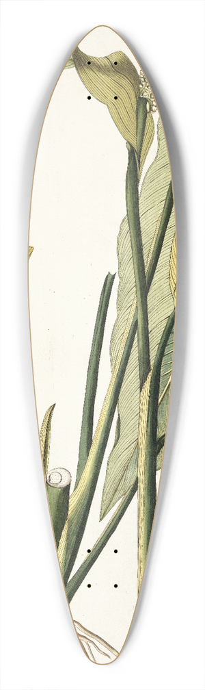 Nikolaus Joseph Freiherr von Jacquin - Dracontium lanceaefolium 39.3 inch art pintail longboard deck