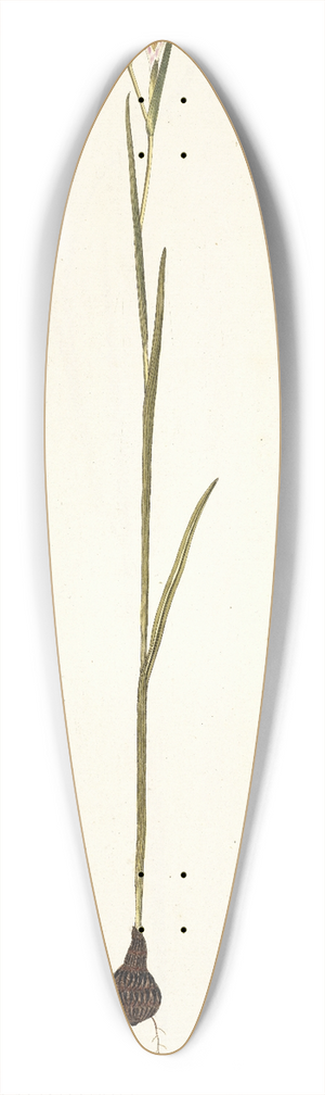 Nikolaus Joseph Freiherr von Jacquin - Gladiolus strictus 39.3 inch art pintail longboard deck