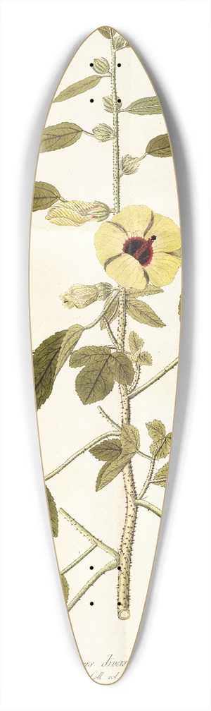Nikolaus Joseph Freiherr von Jacquin - Hibiscus diversifolius 39.3 inch art pintail longboard deck