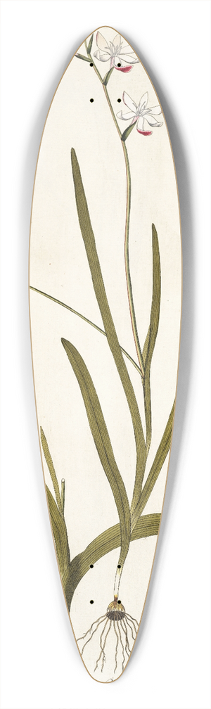 Nikolaus Joseph Freiherr von Jacquin - Ixia falcata 39.3 inch art pintail longboard deck