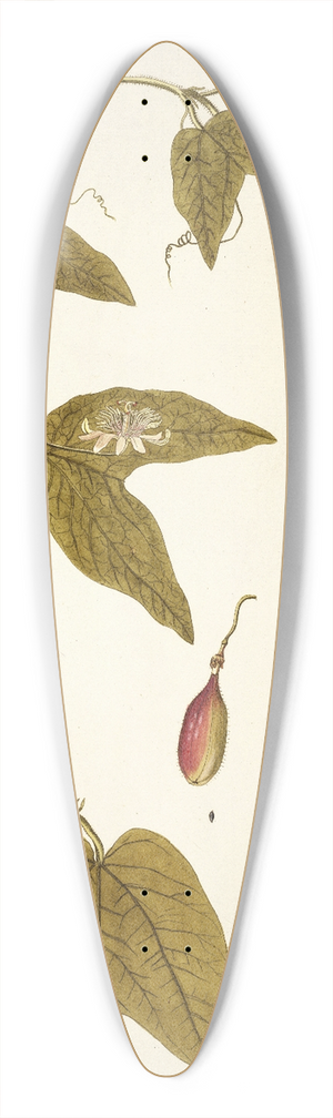 Nikolaus Joseph Freiherr von Jacquin - Passiflora rubra 39.3 inch art pintail longboard deck