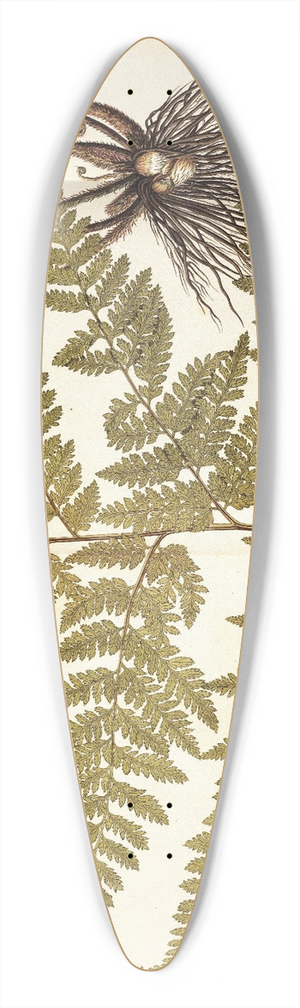 Nikolaus Joseph Freiherr von Jacquin - Polypodium multifidum 39.3 inch art pintail longboard deck