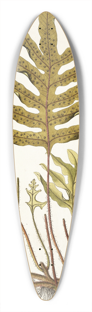 Nikolaus Joseph Freiherr von Jacquin - Polypodium phymatodes 39.3 inch art pintail longboard deck