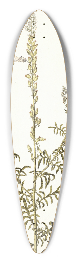 Nikolaus Joseph Freiherr von Jacquin - Reseda fruticolosa 39.3 inch art pintail longboard deck