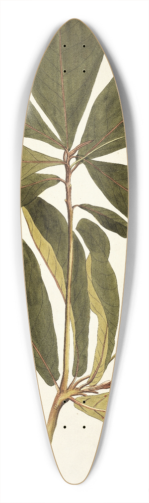 Nikolaus Joseph Freiherr von Jacquin - Terminalia catappa 39.3 inch art pintail longboard deck
