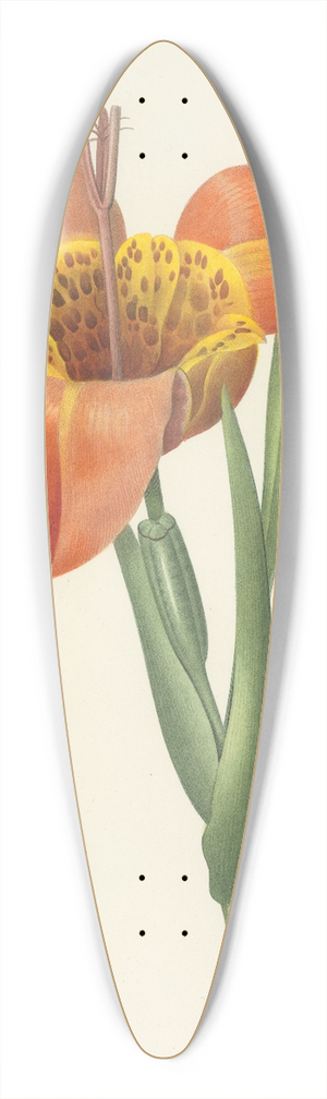 Pierre Joseph Redout - Choix des plus belles fleurs pl 105 39.3 inch art pintail longboard deck