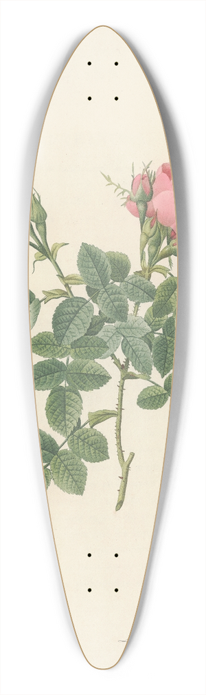 Pierre Joseph Redout - Rosa Bifera Pumila 39.3 inch art pintail longboard deck