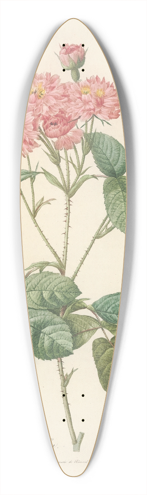 Pierre Joseph Redout - Rosa Centifolia Caryophyllea 39.3 inch art pintail longboard deck