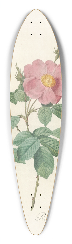 Pierre Joseph Redout - Rosa Centifolia Simplex 39.3 inch art pintail longboard deck
