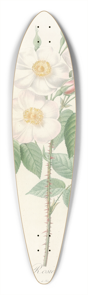 Pierre Joseph Redout - Rosa Damascena Subalba 39.3 inch art pintail longboard deck