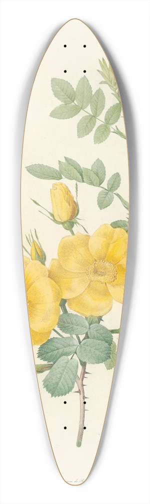 Pierre Joseph Redout - Rosa Eglanteria 39.3 inch art pintail longboard deck