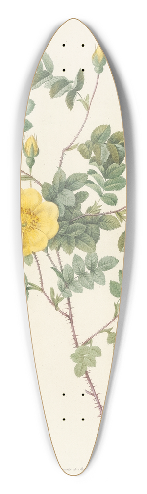 Pierre Joseph Redout - Rosa Eglanteria Luteola 39.3 inch art pintail longboard deck