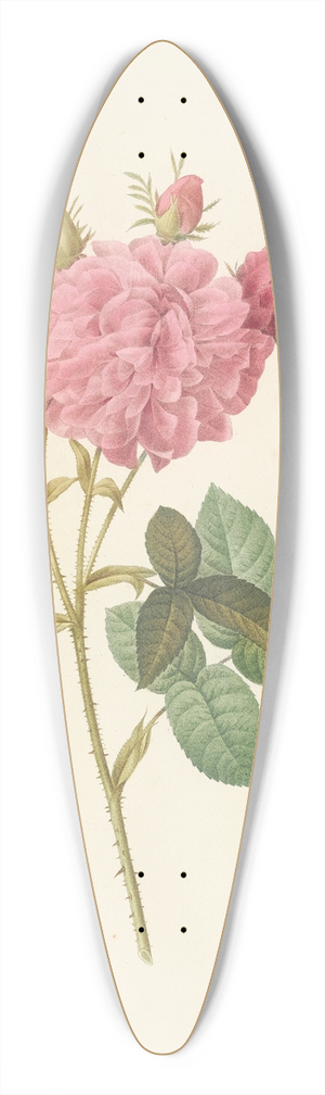 Pierre Joseph Redout - Rosa Gallica Agatha (Var. Regalis) 39.3 inch art pintail longboard deck